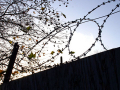 barbed wire