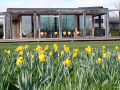 daffodils