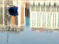 A boat with many resting birds floating on the upsidedown reflection of buildings.