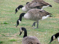 Geese on grass