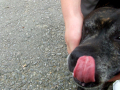 Dog being petted