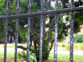 Small tree behind metal fence