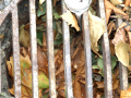 Drain full of leaves