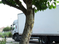 Lorry passing behind tree