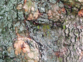 Tree bark