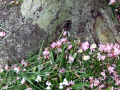Wild flowers and tree trunk base