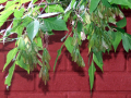 Hanging foliage against a red brick wall