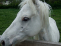 A white pony