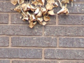 Leaves hanging against a wall