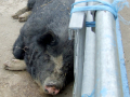 A sleeping pig