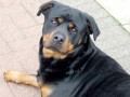 A Rottweiler