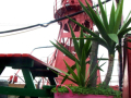 Plant in pink pot in front of lighthouse vessel