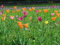 Flowers along a path