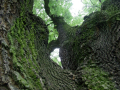 Looking up through a tree