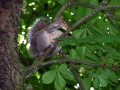 Squirrel eating cucumber in tree