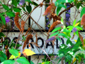 Street sign covered by plants