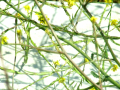 Detail of yellow weeds