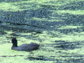 Coot in the canal