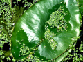 Lily-pad in the water