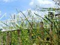 Stadium view through nature