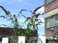 Flowers on the construction site