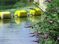 Flowers over the water