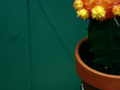 Flower shop