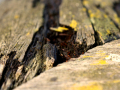 Wooden seat	