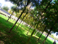 The beautiful trees surrounding the 02