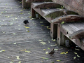 Benches
