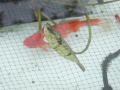 The fish pond  convict fish