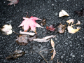 Leaves on path