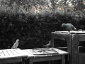 Birds on bins
