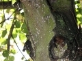 Top of tree