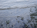 Muddy Thames