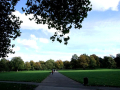 Path for people to walk through the park with a leaves hanging down 