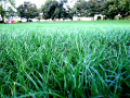 Close-up of grass