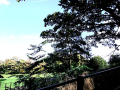 Hand rail and tree 