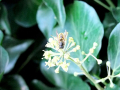 Close up of bee
