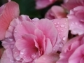 Pink petals