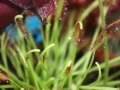 Green fronds	