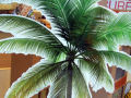 Picture of palm tree in shop window