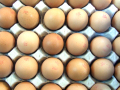 Eggs in cartons