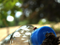 Ladybird perching on a bottle