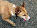 A dog holding a ball in its mouth