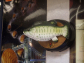 a talking fish on the wall