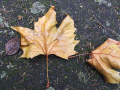 Leaves on ground