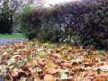 Fallen leaves and hedge