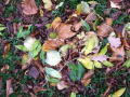 Autumn leaves