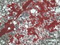Lichen on wall